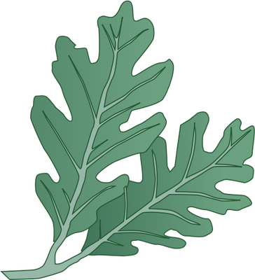 Ian Symbol Quercus Alba Leaves - White Oak Leaves (364x400), Png Download