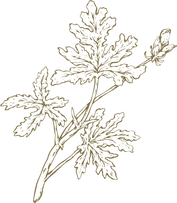 Geraniums Drawing Oak Leaf - Floral Design (950x950), Png Download