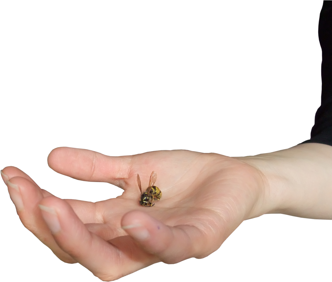 Open Palm Png - Honeybee (1600x1200), Png Download