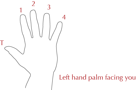 An Illustration Of An Open Hand Facing You, Showing - Hand (549x363), Png Download