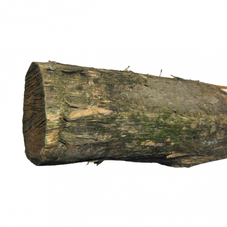 See More Images - Black Locust (460x460), Png Download