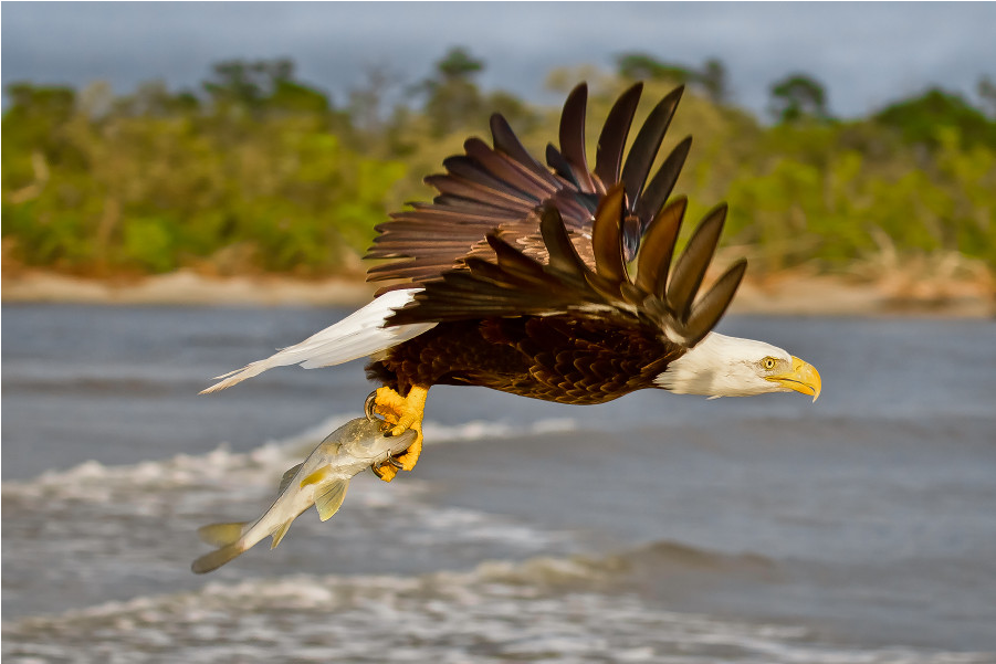 Osprey (1000x1000), Png Download