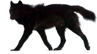 Wolf - Black Wolf White Background (500x334), Png Download
