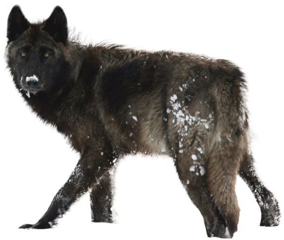 Black Wolf Png Transparent Black Wolf - Crni Vuk (1024x666), Png Download