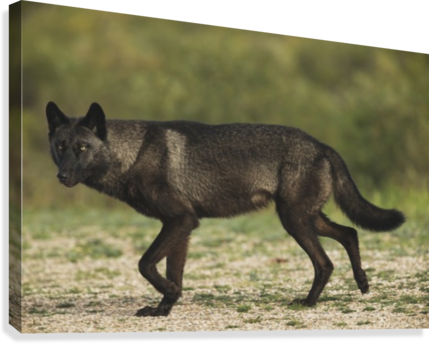 Black Wolf Along The Coast Of Hudson Bay - Poster: Black Wolf, 61x41in. (429x344), Png Download