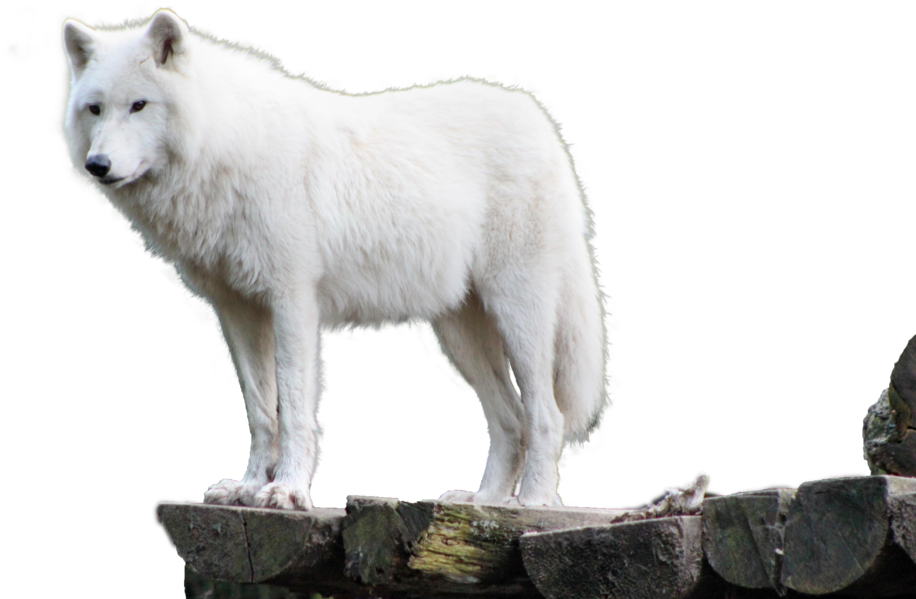 341968659, Png V - White Wolf Hd Png (1095x730), Png Download