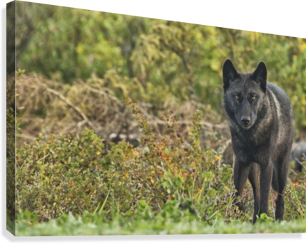 Black Wolf Along The Coast Of Hudson Bay - Black Wolf (canis Lupus) Along The Coast (429x342), Png Download