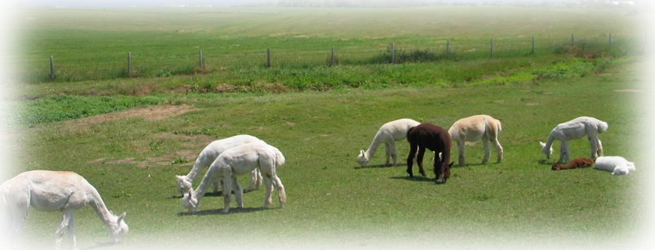 Montana (1350x516), Png Download