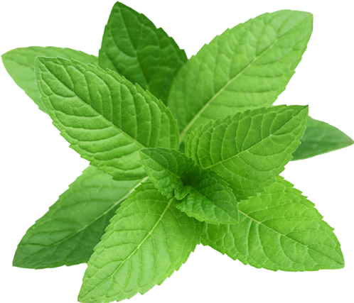 Peppermint - Perennial Herb Mint Seeds (500x500), Png Download