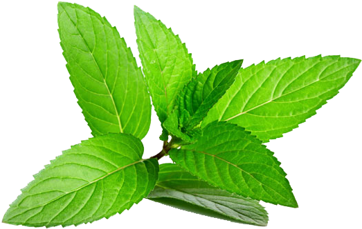 Mint Leaves (585x433), Png Download