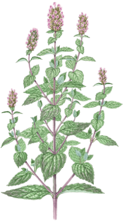 Peppermint (472x472), Png Download