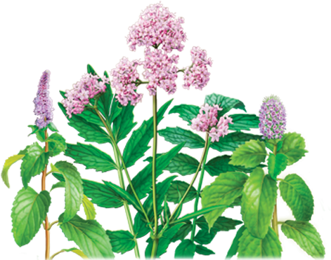 Valerian Peppermint Herbal Supplement - Alvita - Organic Valerian-peppermint Tea - 24 Tea Bags (500x500), Png Download