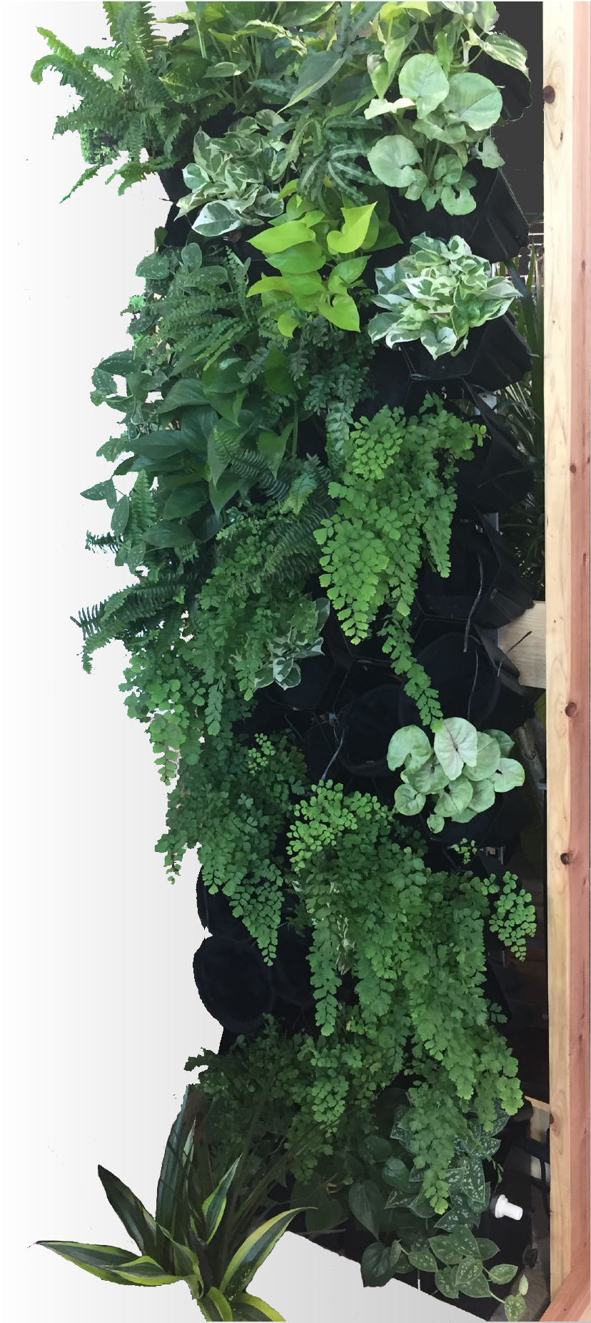 40 Pot Green Wall - Automated 2 (828x1851), Png Download