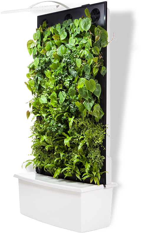 State Of The Art Naava Green Walls Look Beautiful And - Flowerpot (550x809), Png Download