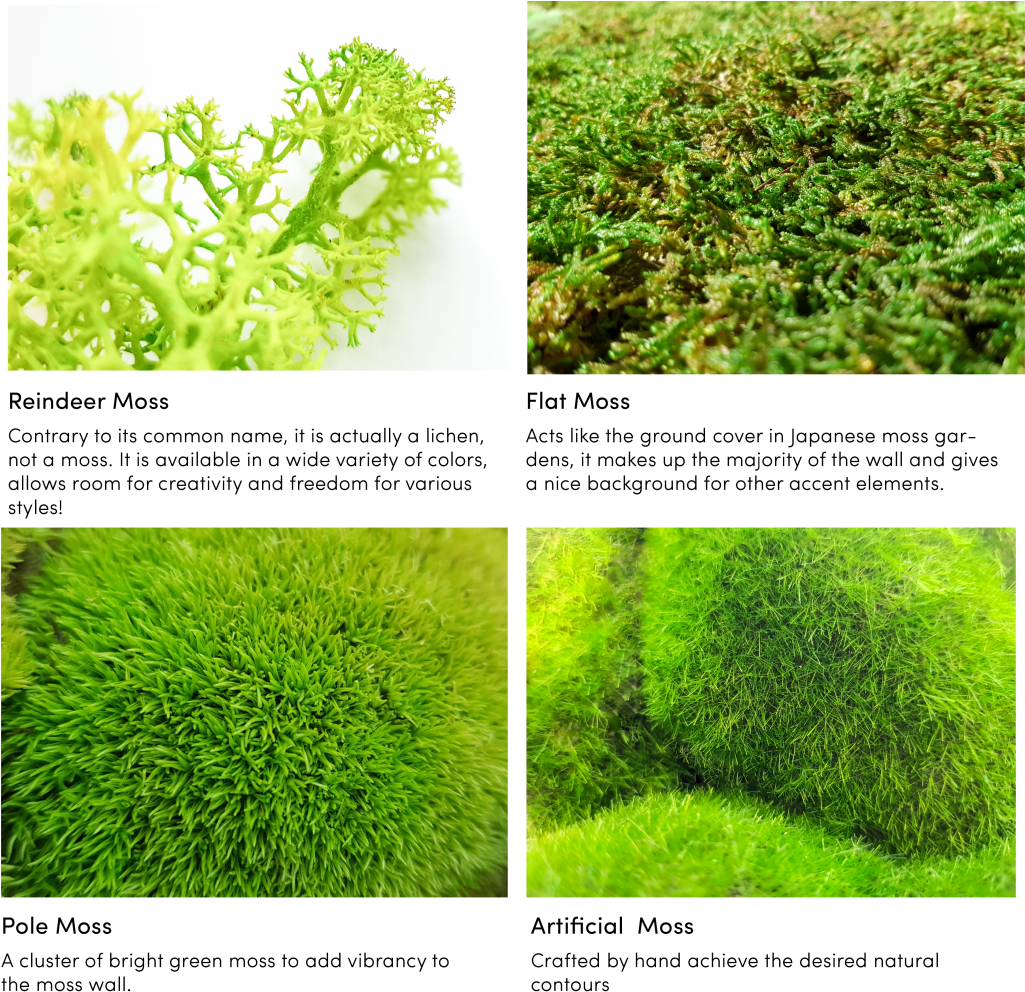 With Our Living Moss, It Requires No Sunlight Or Water - Lawn (1024x999), Png Download