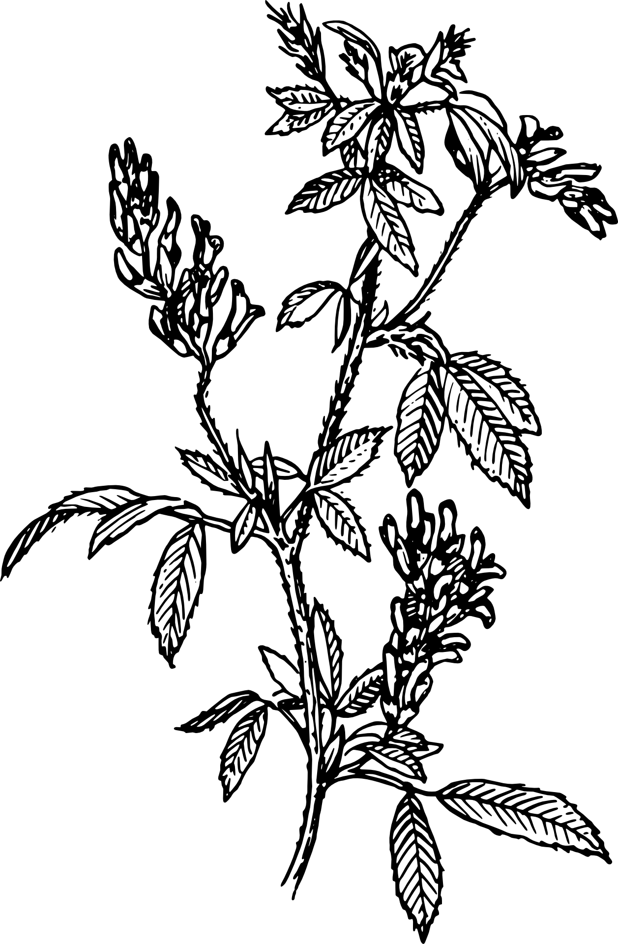 Alfalfa Shrub Bush Flower Branches - Mint Clip Art Black And White (1257x1920), Png Download