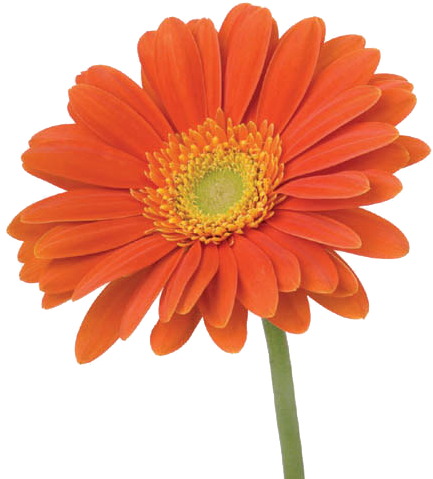Gerbera - Flower With Stem Png (500x500), Png Download