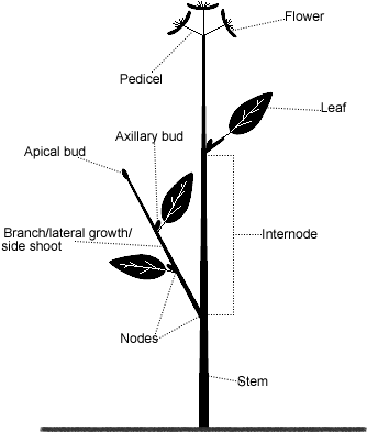 Parts Of A Stem - Major Parts Of A Stem (360x400), Png Download