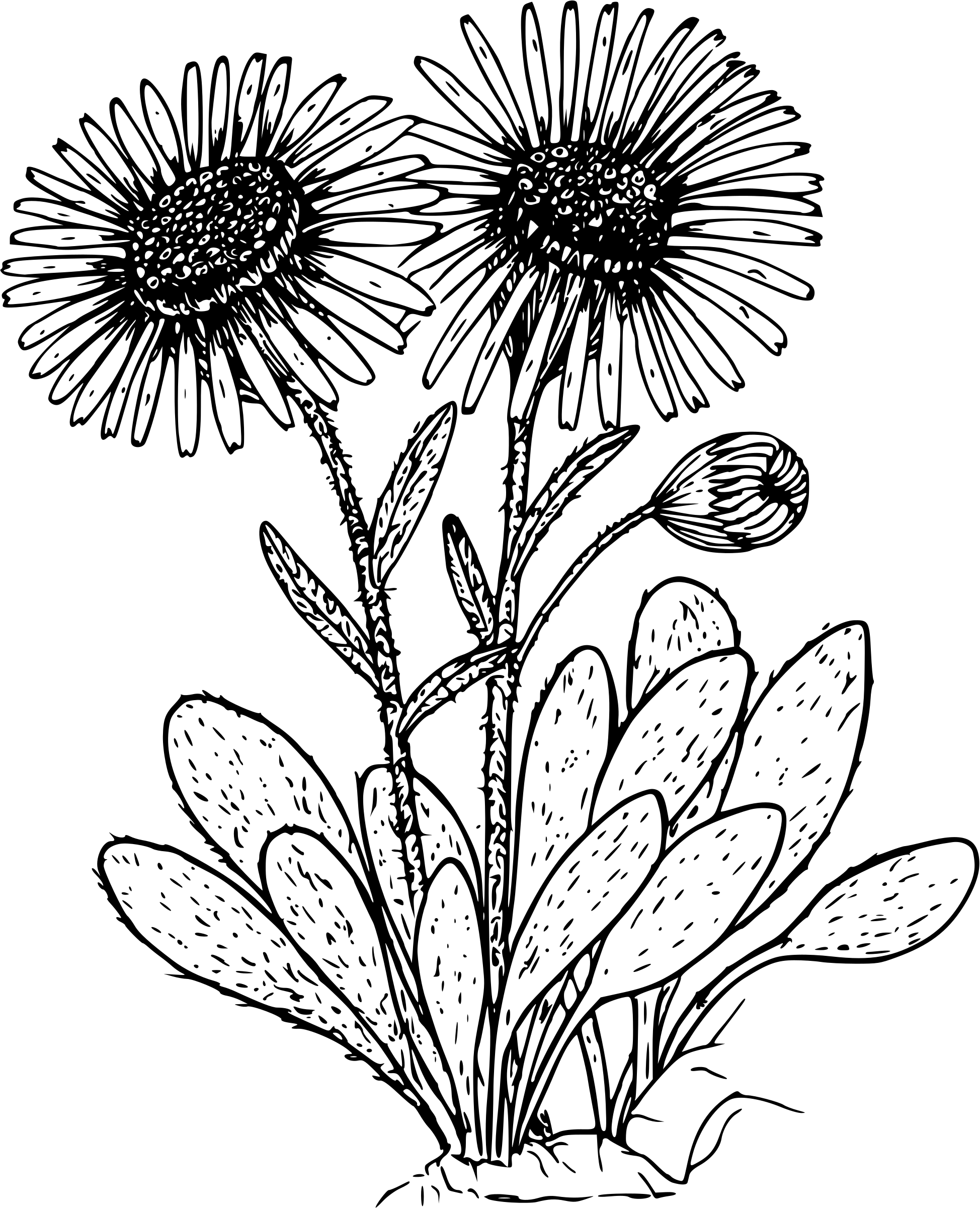 This Free Icons Png Design Of Kern Daisy (1948x2400), Png Download