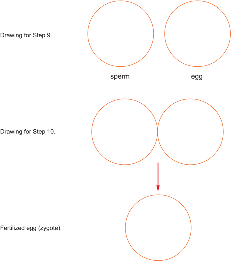 Activities And Answer Keys - Circle (800x889), Png Download