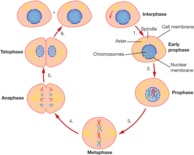 Cell Activities - Cytoplasm In Mitosis (800x648), Png Download
