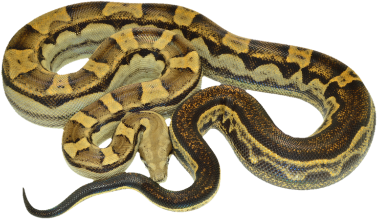 We Have Been Interested In And Keeping Reptiles For - Boa Constrictor Png Gif (800x457), Png Download