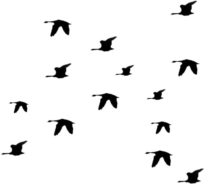 Bird Fly Png - Black Bird Flying Away (823x732), Png Download