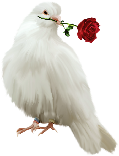 Dove Png Images Library - Suman I Love You (453x600), Png Download