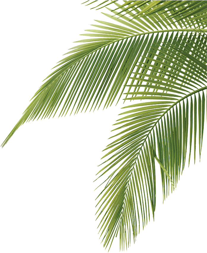 Tree Png For Free Download On Palm Tree Leaves Png Full Size Png Download Seekpng