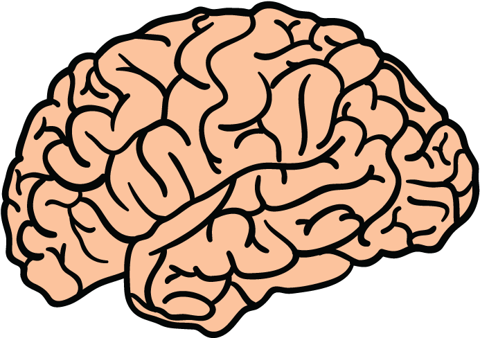 Brain Png (710x710), Png Download