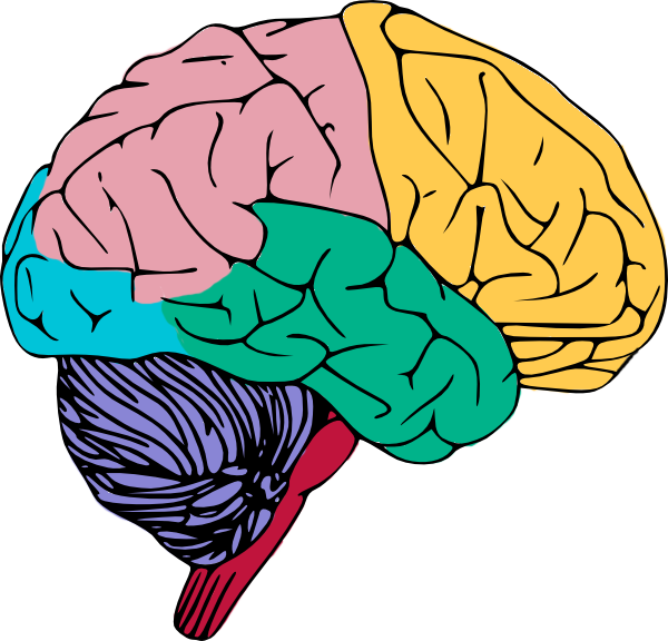 Psychology Clipart Human Brain - Brain Clipart (600x576), Png Download