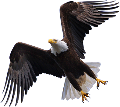 Flying Eagle Png Hd - Eagle Images Hd Png (400x356), Png Download