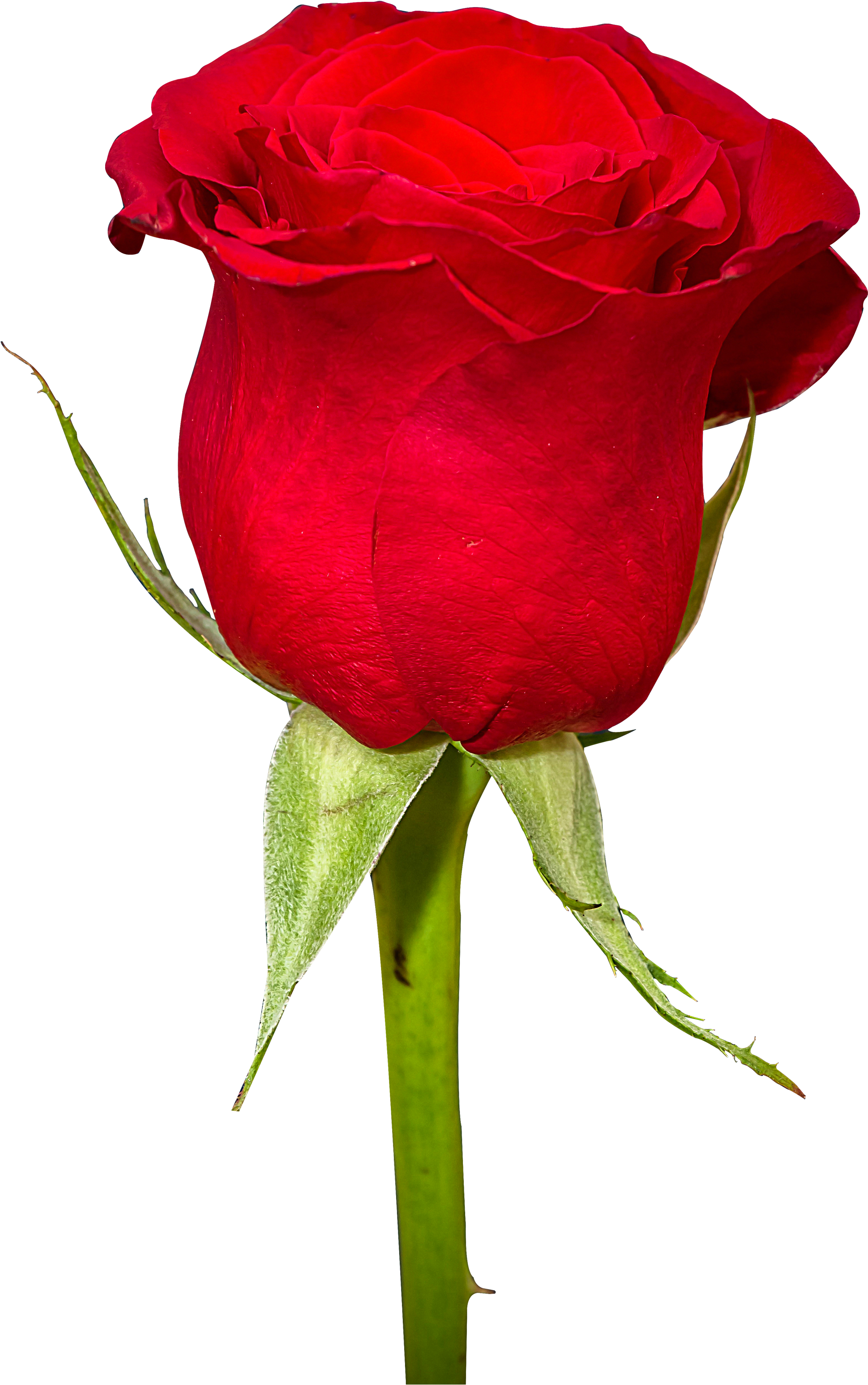 Rose Flower Png (2500x3422), Png Download