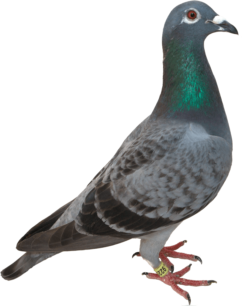 Pigeon Green Head - Opal Pigeons (1024x1024), Png Download