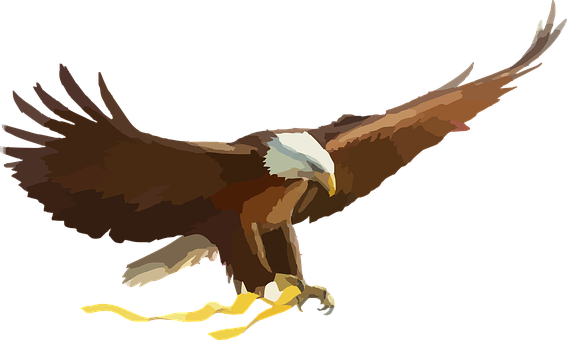 Bald Eagle Eagle Bird Of Prey Raptor Flyin - Eagle Clipart Png (567x340), Png Download
