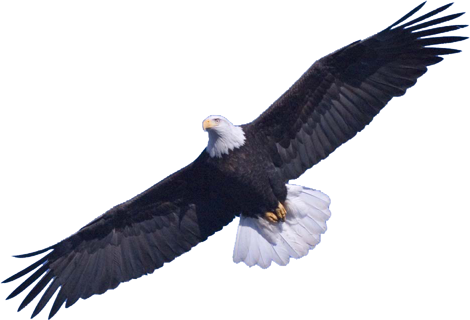 Bald Eagle Free Download Png - Bald Eagle Png (979x682), Png Download