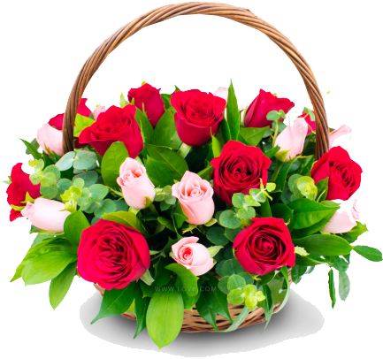 Congratulation Flower Transparent - Birthday Wishesh For Best Freinds (480x480), Png Download