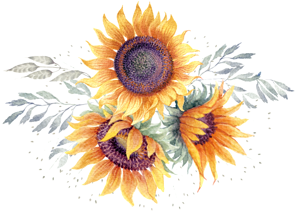 This Graphics Is Watercolor Hand Painted Sunflower - Transparent Sunflower Watercolor Png (1024x742), Png Download