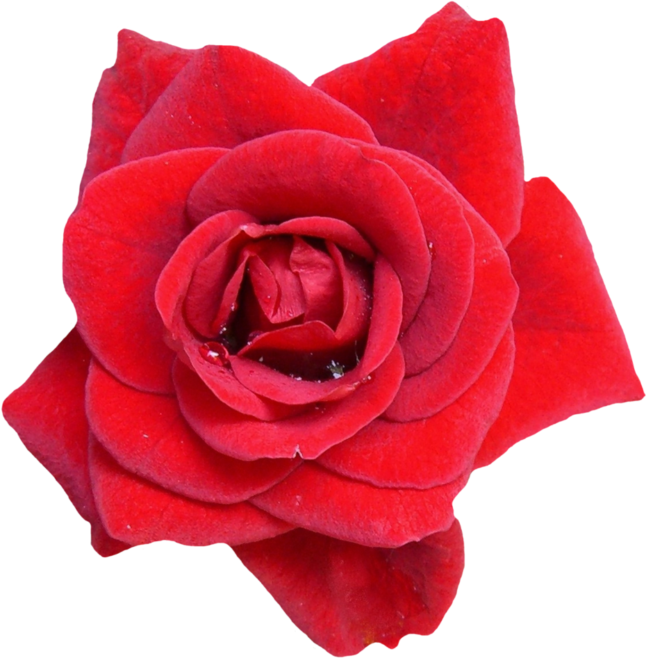 Free Red Rose Flower Png Image - Transparent Transparent Background Flowers Png (1014x1024), Png Download