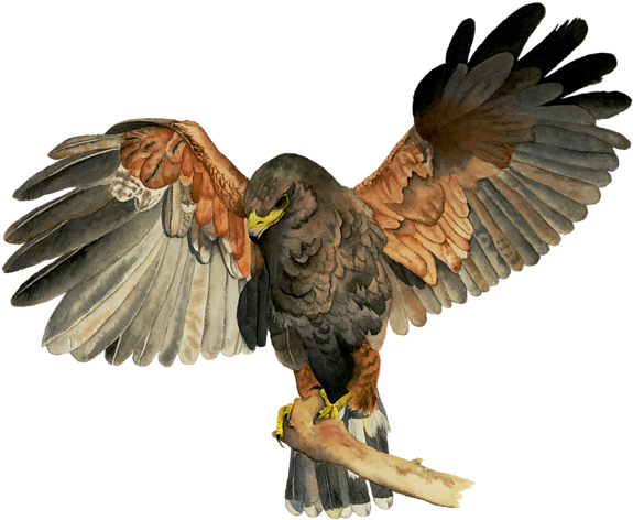 Click And Drag To Re-position The Image, If Desired - Hawk Flapping Wings Watercolor Painting (600x533), Png Download