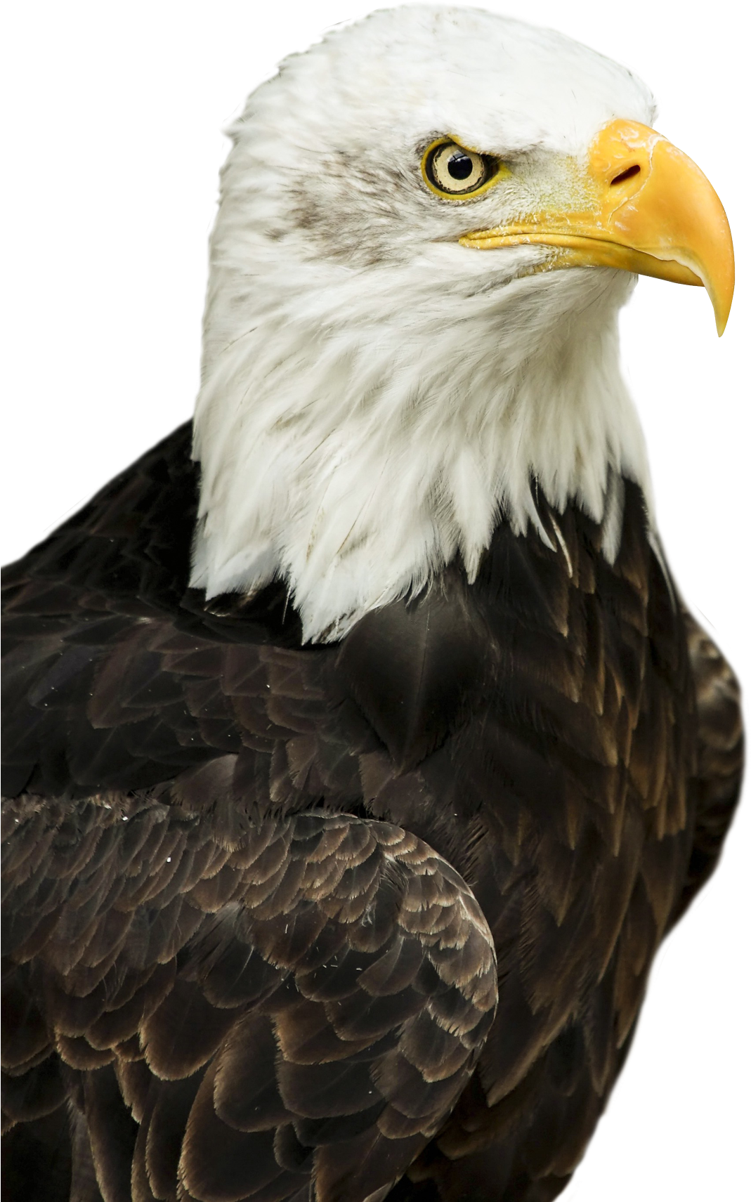Eagle Png Transparent Image - Bald Eagle Png Transparent (500x710), Png Download