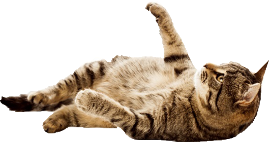 Herd Of Cats Png - Cat Looking Up Png (529x280), Png Download