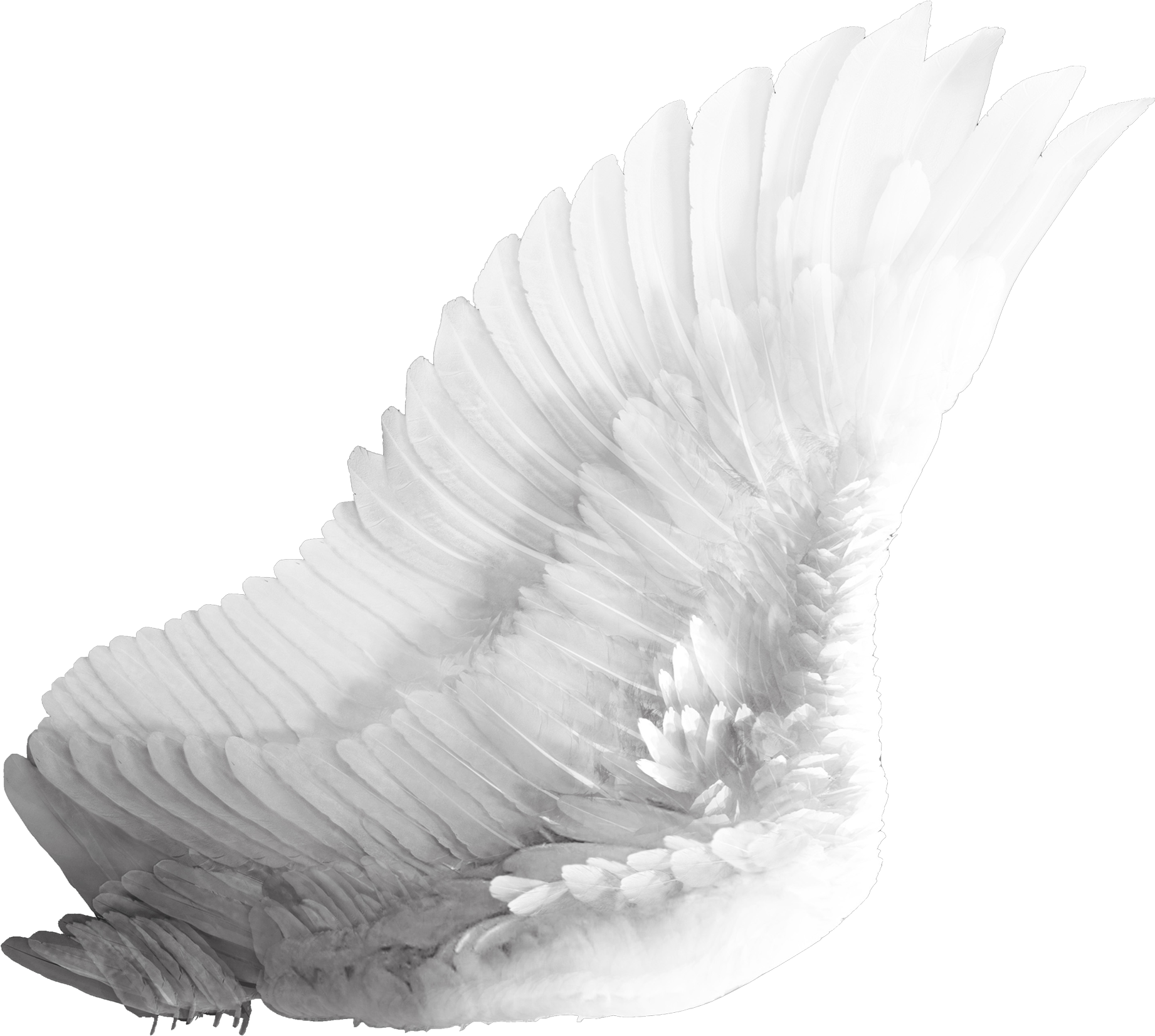 Wings Png (2022x1777), Png Download