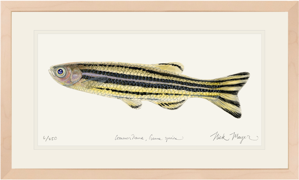 Zebrafish Original Watercolor Painting - Zebrafish Art (1023x664), Png Download