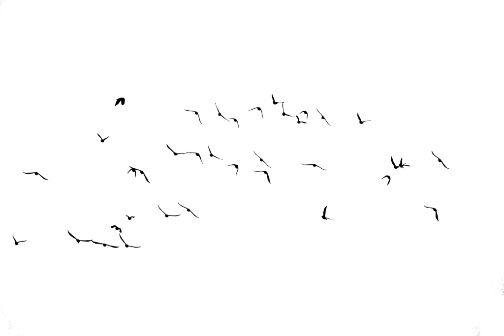 Download Png Image Report - Flock (1024x683), Png Download