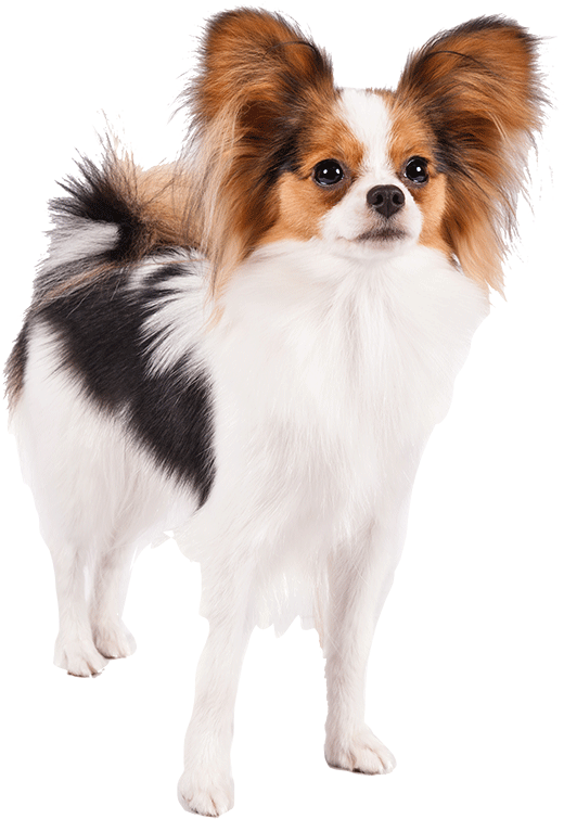 Well Animal Vet Clipart - Papillon Dog Transparent Background (1170x780), Png Download