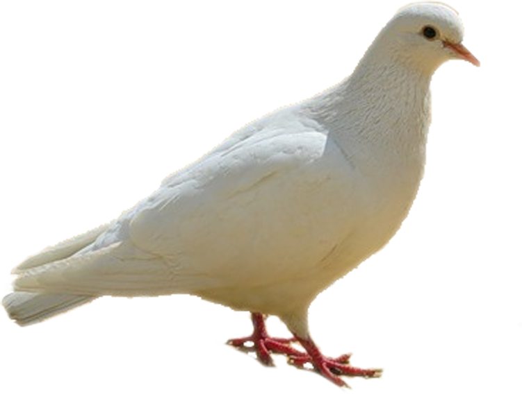 Dove, Birds, White Png - Columba Bird (751x568), Png Download
