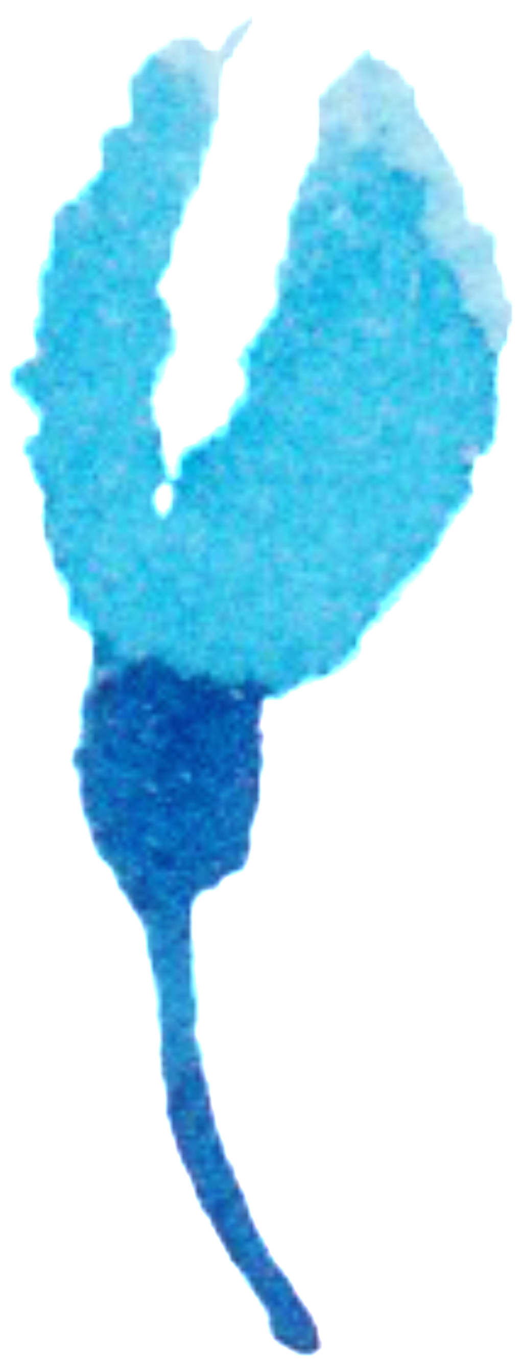 Baby Blue Flower Png - Portable Network Graphics (1024x2669), Png Download