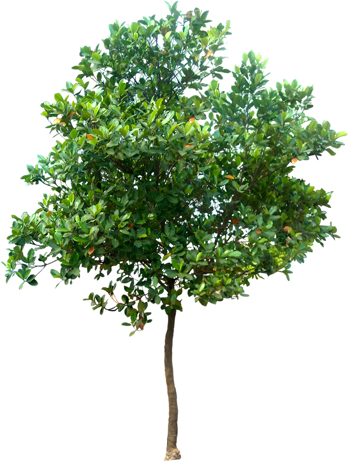 Tree Plan Png, Arbre Png, Plant Pictures, Plant Images, - Tree Png (700x920), Png Download