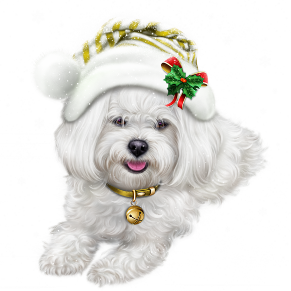 Jpg Library Stock Chiens Dog Puppies Wallpapers Clippart - Maltese Dog (600x600), Png Download